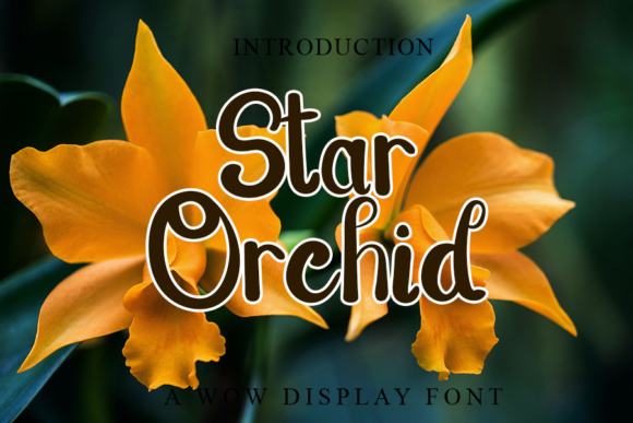 Star Orchid: A Handwritten Font That Makes Your Campaigns Feel Human